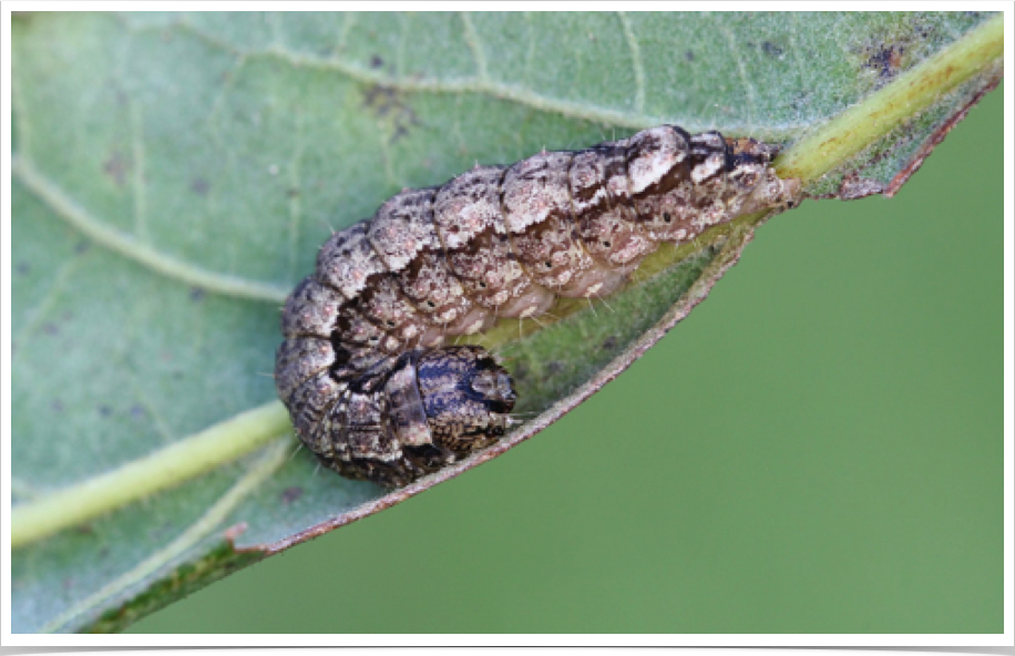 Acronicta exilis
Lesser Oak Dagger
Neshoba County, Alabama